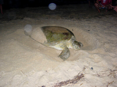 Green Sea Turtle Nesting photo