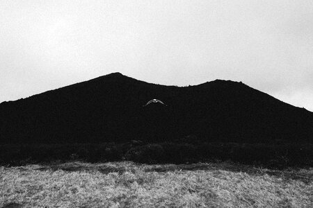 Birds black&white hills photo