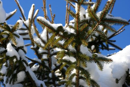 Conifer closeup frost photo