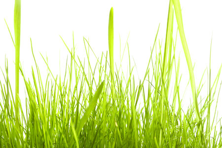 spring green grass