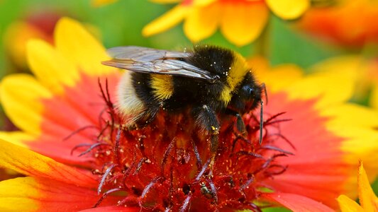 Animal arthropod beautiful flowers