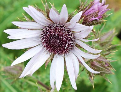 Beautiful Flowers blooming blossom photo