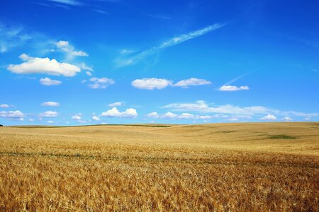 Wheat Field Summer photo