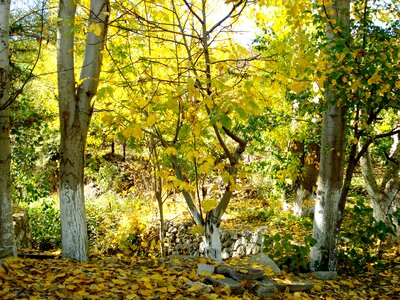 Agriculture outdoors environment photo