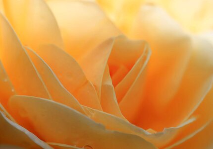Beautiful Flowers biology bloom
