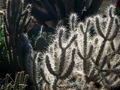 Desert plant spike
