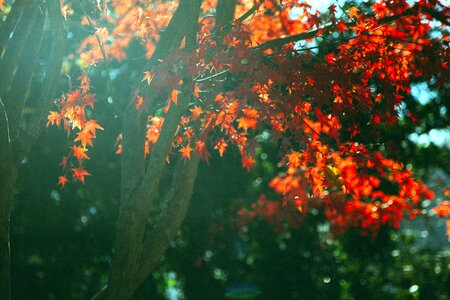 Autumn branches leaves