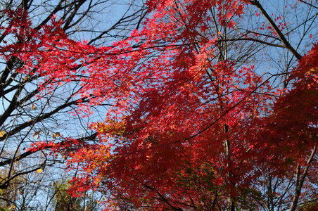 15 Red leaves photo