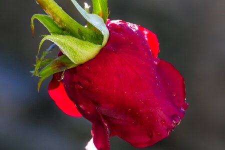 Beautiful beautiful flowers bloom