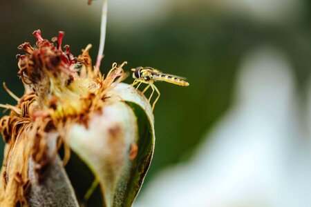 Dry Season flower focus