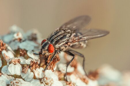 Macro nature close up photo