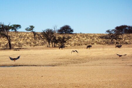 Eagles buffaloes safari photo