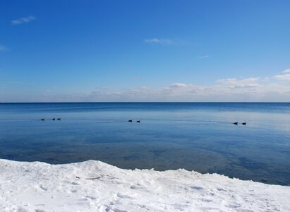 Ducks snow wild