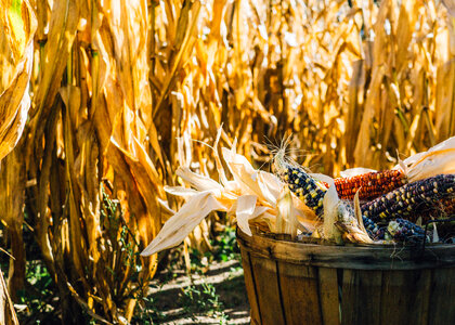 Basket Full of Corn Cobs at the Harvest photo