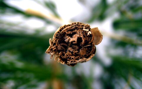 withered