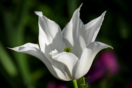 Petals tulip white flower photo