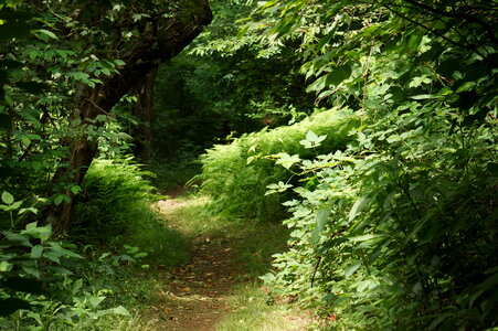 Appalachian Trail in Virginia