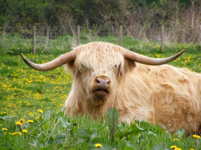 Cattle field hairy photo
