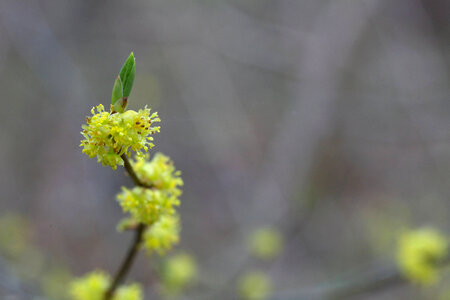 Spicebush-1