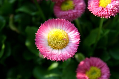 Macro pink pink flower photo