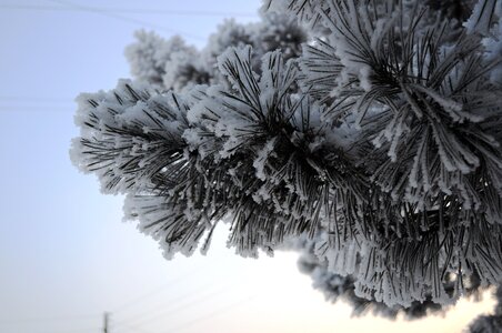 Snow needles tree
