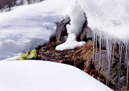 Icicles on ruche in the forest photo