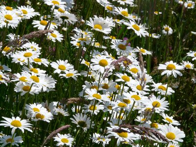 Bloom white meadow margerite