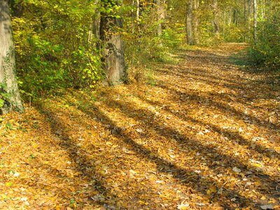 Light shadow autumn