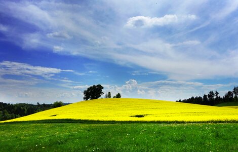 Yellow blossom bloom photo