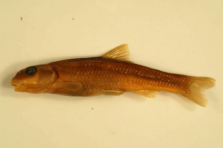 Nocomis micropogon-1