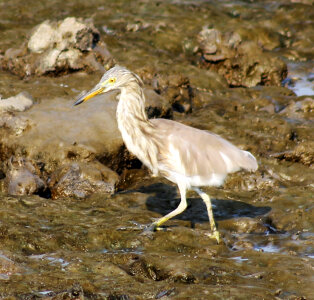 White Gray Bird photo