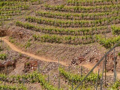 Wine steep location mosel photo