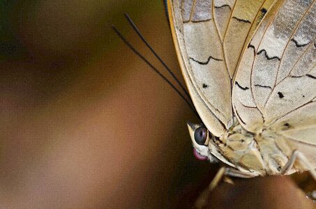 Insect butterflies nature photo
