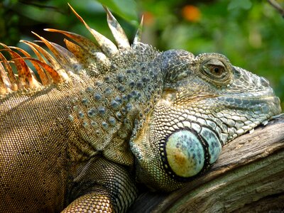 Reptile zoo tiergarten