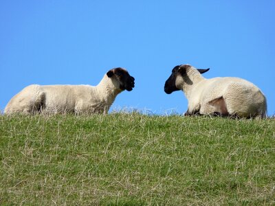 East frisia wool herd animals