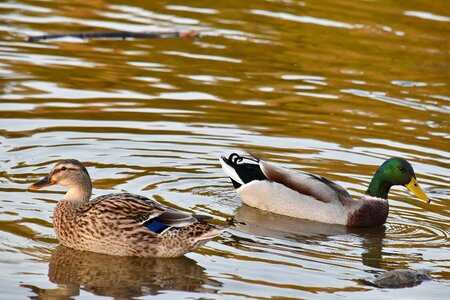 Aquatic Bird bird family ducks photo