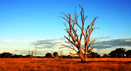 Outback australia dry photo