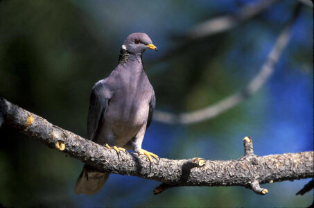 Band-tailed Pigeon photo