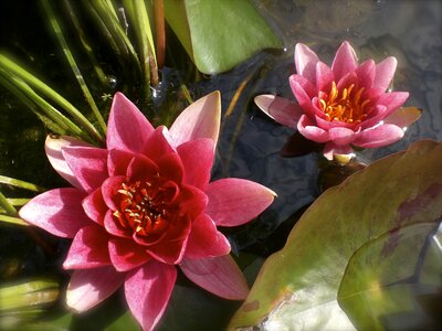 Bloom lotus flower water flower photo