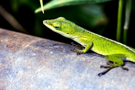 Animal beautiful photo dark green