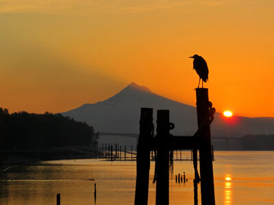 Bird Sunset Water photo