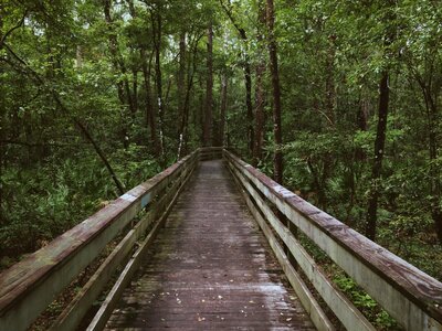 The Bridge in the woods photo