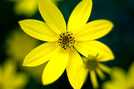 Beautiful Flowers bloom blooming