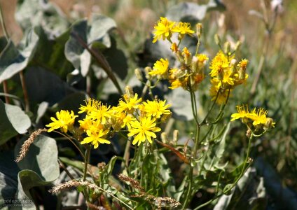 Crops flowers hill photo