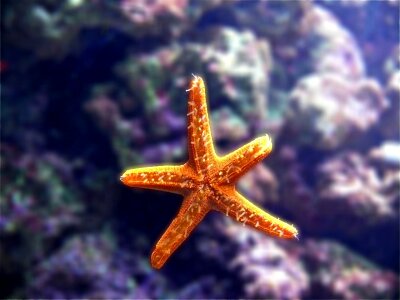 Sea star marine photo