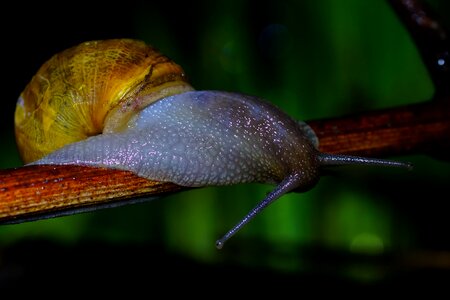Animal arthropod beautiful image