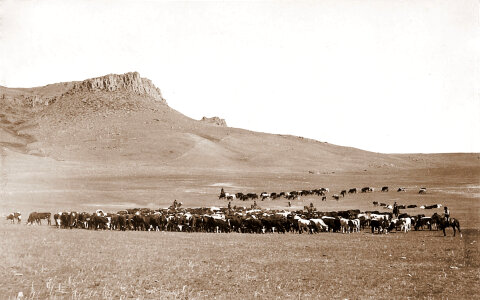 Cattle roundup near Great Falls in Montana in 1890s photo