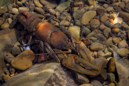 Rock crayfish