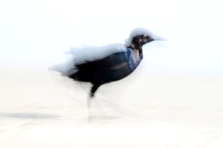 Animal wild wings