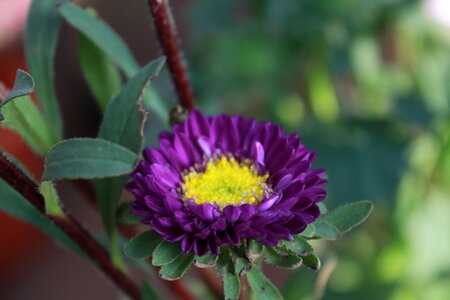 Violet Yellow Flower photo